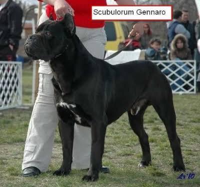 Scubulorum Gennaro | Cane Corso 