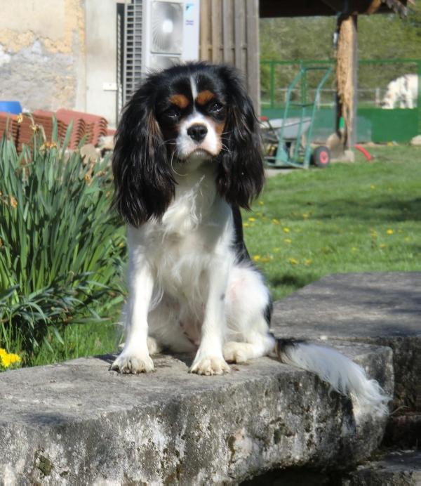 Hestia de la Forêt de Caberg | Cavalier King Charles Spaniel 