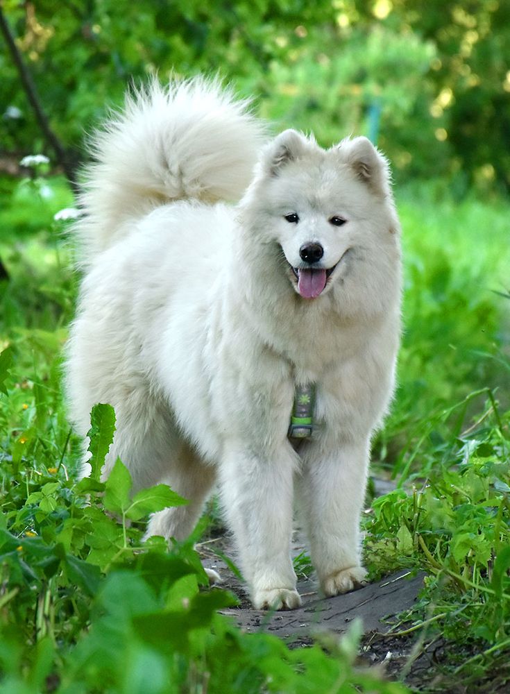 Belyi Volk Owl from Hogwarts | Samoyed 