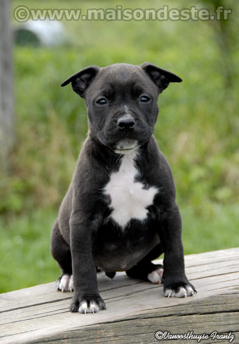 Geisha de la maison d este | American Staffordshire Terrier 