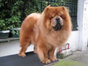 ABUNDANT BRUTUS MAGNIFICO | Chow Chow 