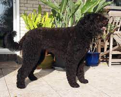 Pogba Sealoe v Eltons Home | Bouvier des Flandres 