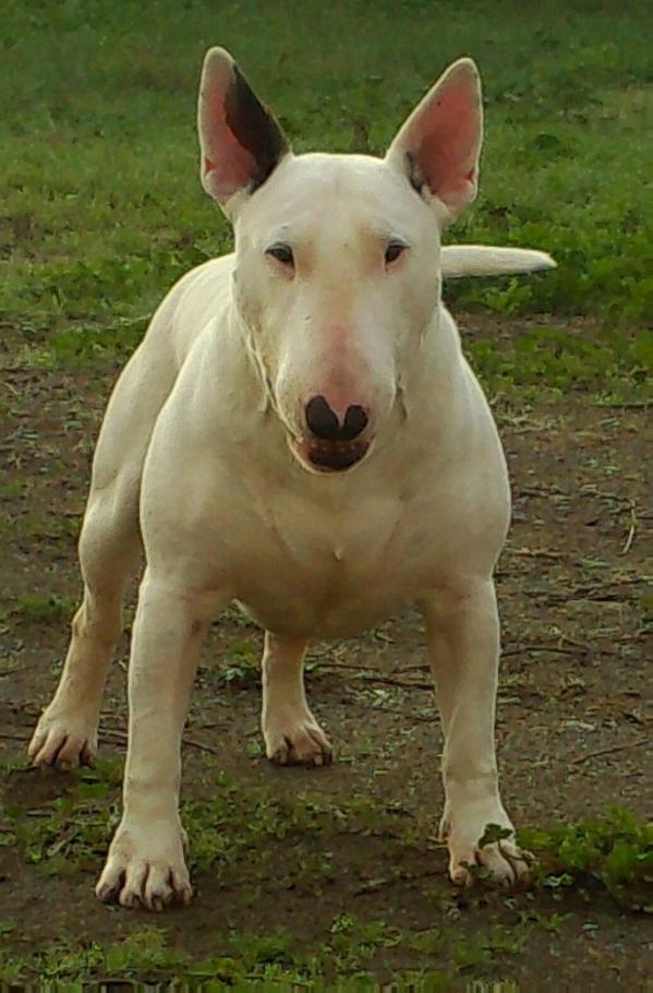 Rightstuff Hector of Troy | Bull Terrier 