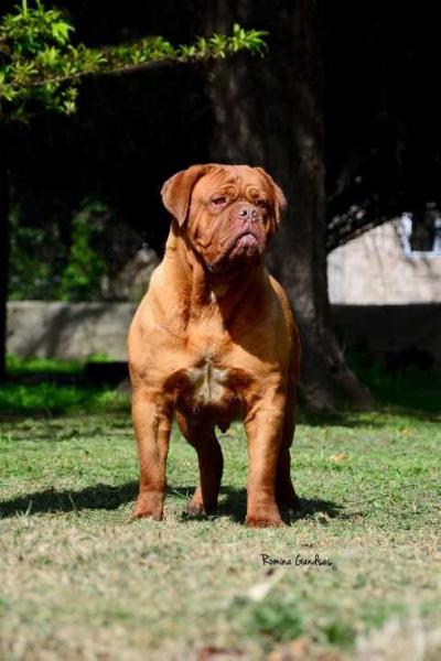 locura los picasos | Dogue de Bordeaux 