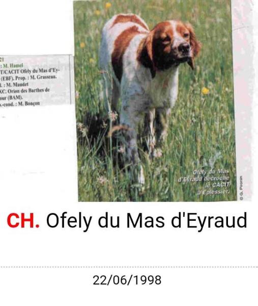 Ofely du Mas d'Eyraud | Brittany 