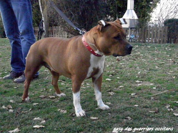 Easy des Guerriers Occitans | American Staffordshire Terrier 