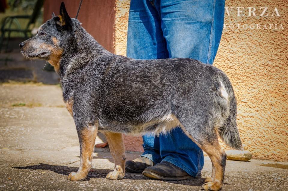 AUSTRALIAN OUTBACK FESTA | Australian Cattle Dog 