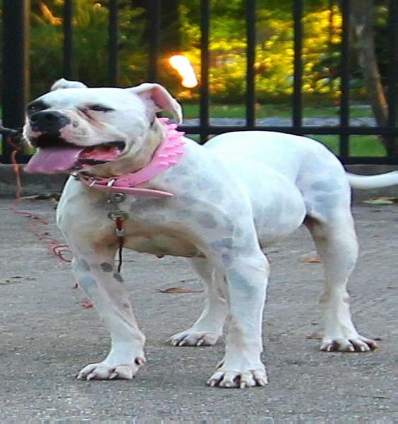 Darensbourg's Snooki of Paparazzi Kennels | American Bulldog 