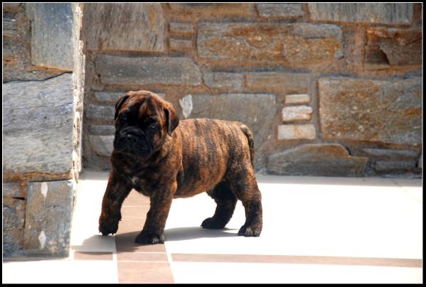 Caneguardiano Like it In Black at Ardhub! | Bullmastiff 