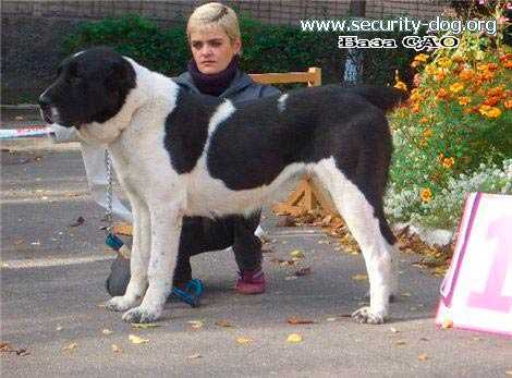 ??? ??? ???? | Central Asian Shepherd Dog 