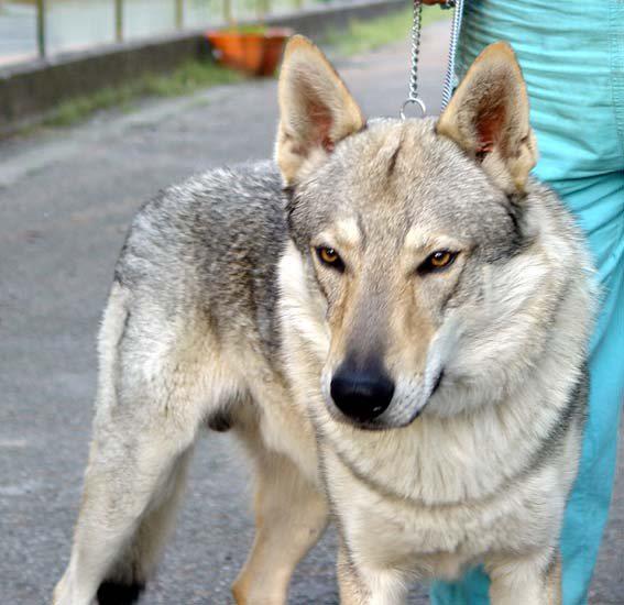 All Buster Canto dei lupi | Czechoslovakian Wolfdog 