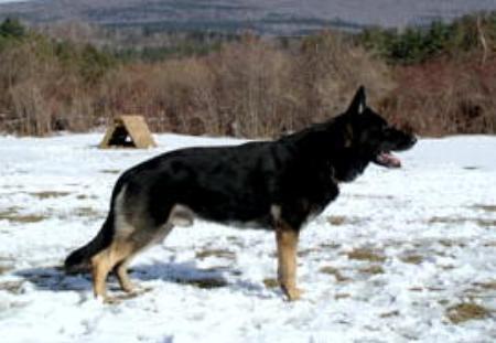 Darco von der Längerts | German Shepherd Dog 