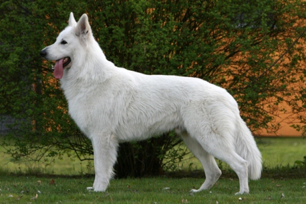 Timmy of White Friends | White Swiss Shepherd Dog 