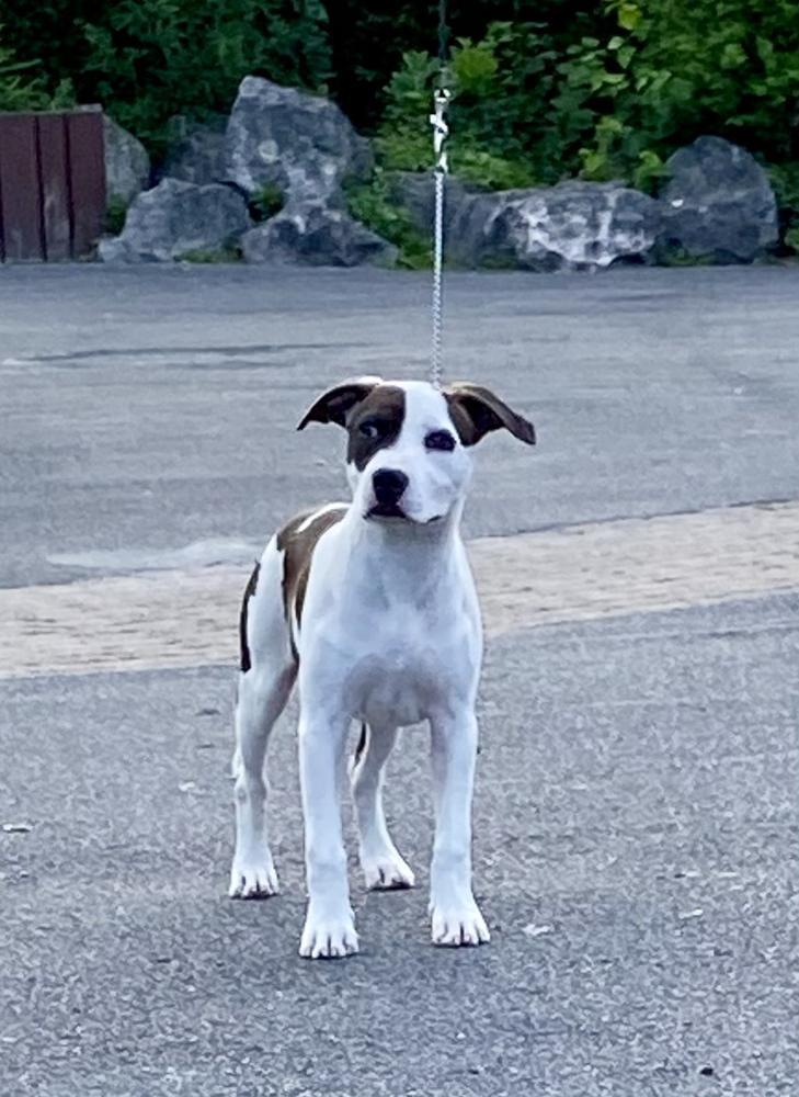 Jc ring angels guest NFE | American Staffordshire Terrier  Jc ring angels guest NFE | American Staffordshire Terrier