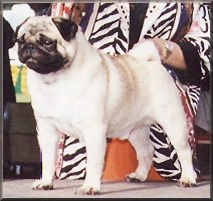 Kendoric's Highland Fling | Pug 