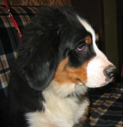 Sennetta Starzhy | Bernese Mountain Dog  Sennetta Starzhy | Bernese Mountain Dog