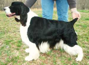 Charlemagne's Classy Casanova | English Springer Spaniel 