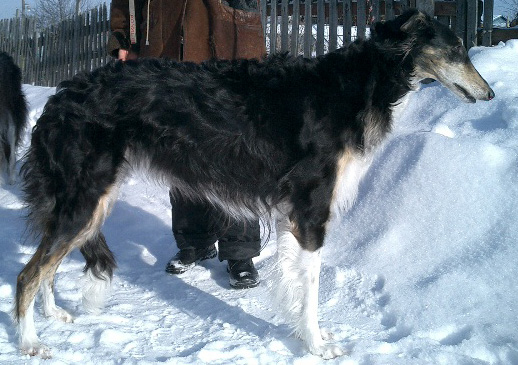 Chernaja Polnoch iz Razdolia | Borzoi 