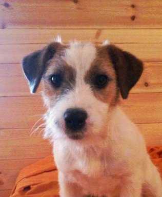 Ivynook Odessa | Jack Russell Terrier 