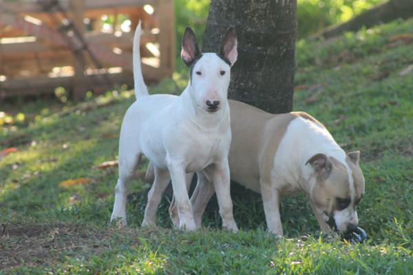 Trick Or Treat Jonathan Livingston | Bull Terrier 