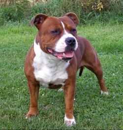 Randal Hanvoj | Staffordshire Bull Terrier 