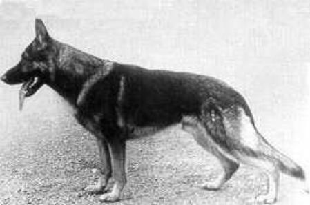 Henk vom Klemberg | German Shepherd Dog 