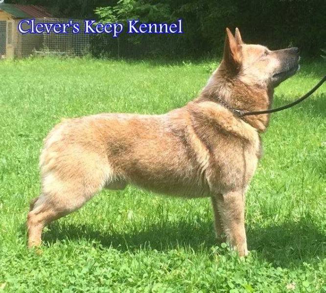 River in Flood | Australian Cattle Dog 