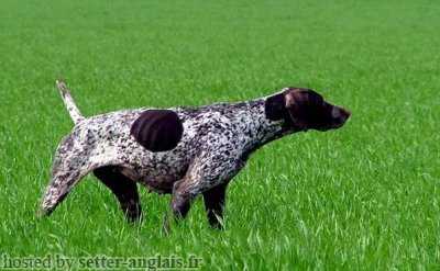 Up du Pied du Mont | German Shorthaired Pointer 