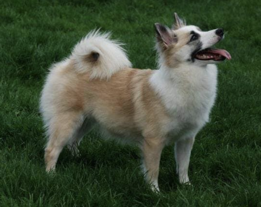 Stokk-Sels Laufey | Icelandic Sheepdog 