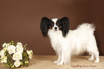 Elram's Quanah Magical Flower | Papillon 