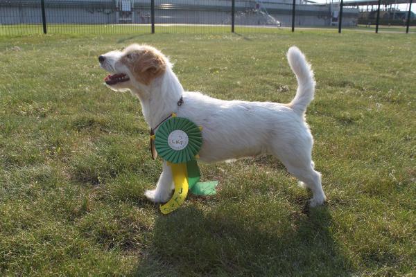 ILLINOIS Linea Luna | Jack Russell Terrier 