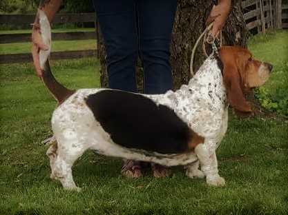 BassetBottomBassets Annabelle | Basset Hound 