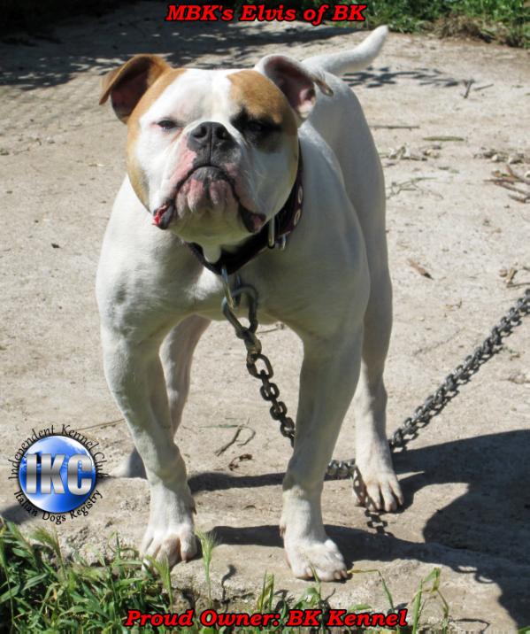 MBK's Elvis of BK | American Bulldog 