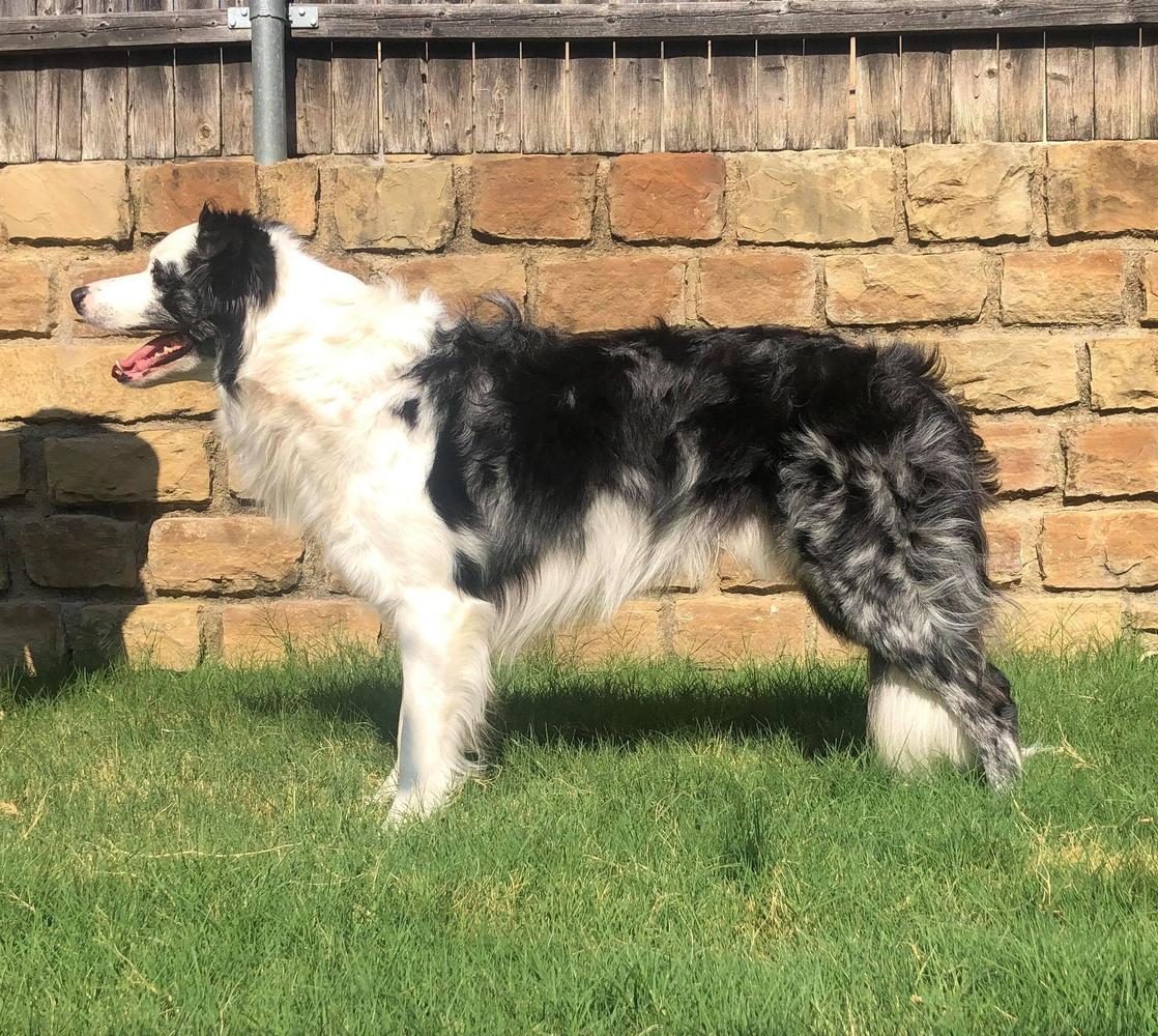 Denahi Steele ABC 363169 | Border Collie 