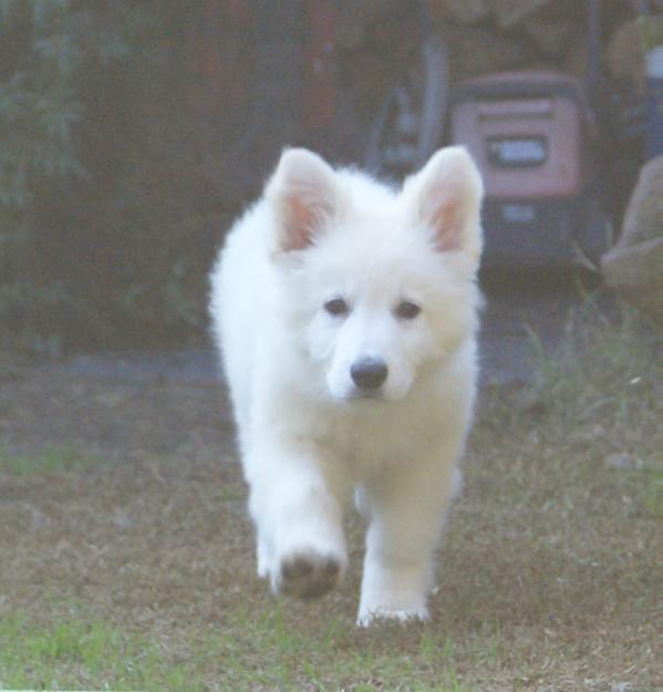 Swiss Edition Once Upon a Time | White Swiss Shepherd Dog 