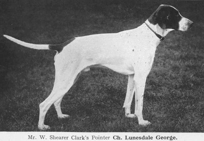 Lunesdale George (1904) | Pointer 