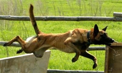 Bonsai von der Michelbacher Heide | Belgian Malinois 