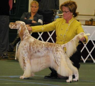 Wyndswept Encore | English Setter 