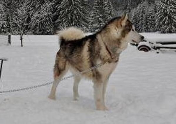 Walker Boh | Alaskan Malamute 