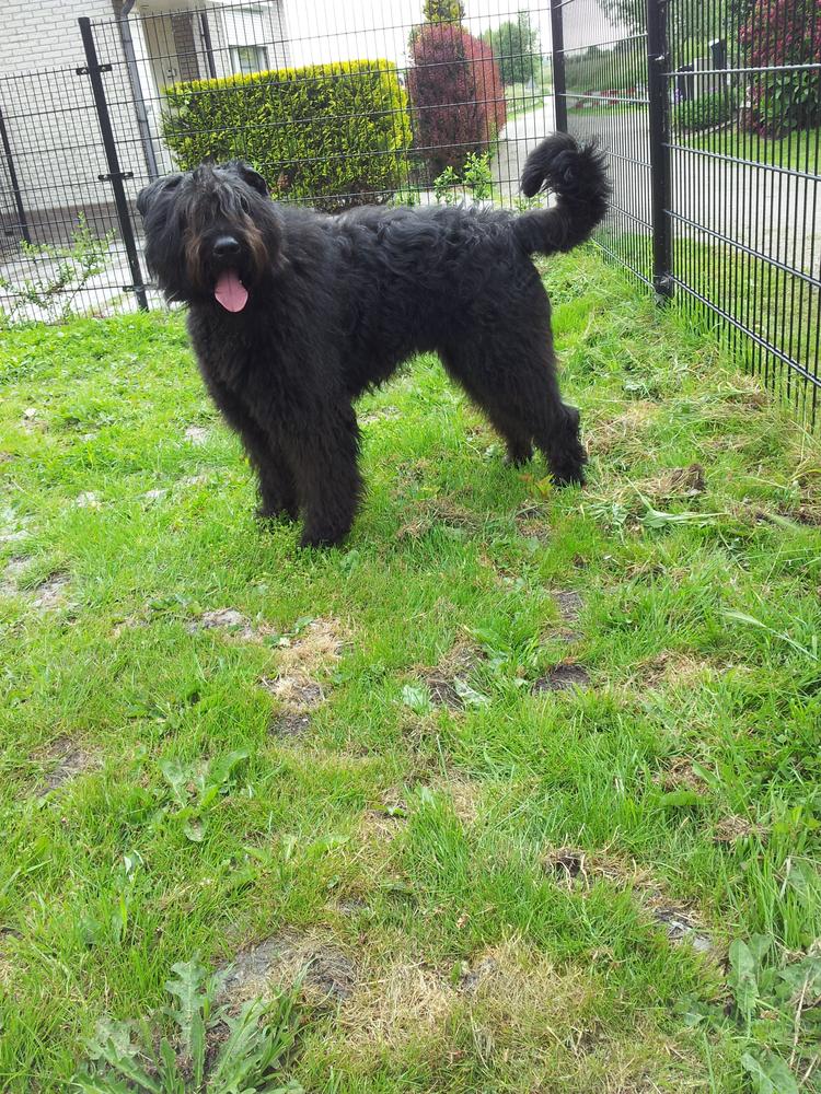 Baggio Zenga de Maitre de Noir van Eltons Home | Bouvier des Flandres 