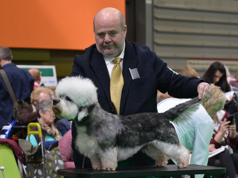 Glahms Col Brandon of Barton | Dandie Dinmont Terrier 