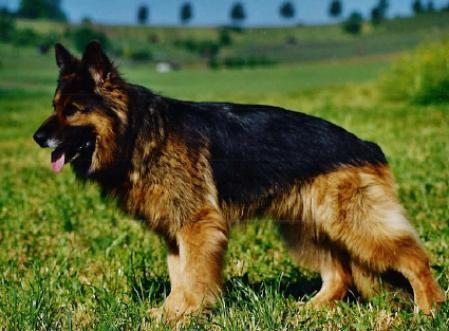 Kuno von der Bahrener Höhe | German Shepherd Dog 