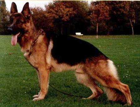 Hitchcock von Allamo | German Shepherd Dog 