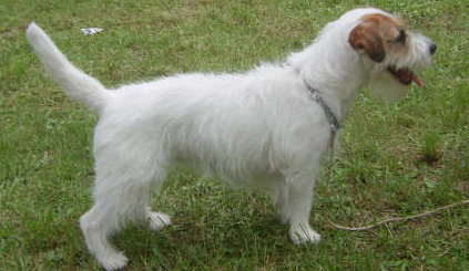 DELAILA | Jack Russell Terrier 