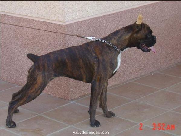 Fleuma de Joanxichcan | Boxer 