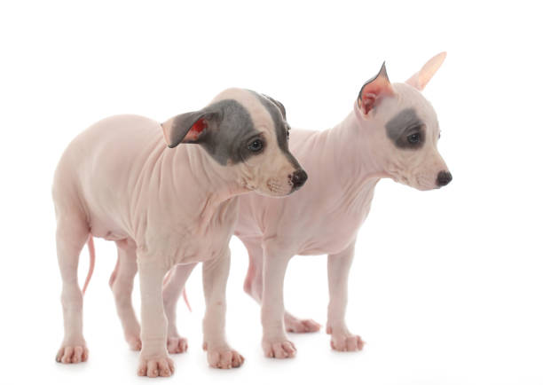 American Hairless Terrier