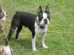 Jastonbul Angel Eyes | Boston Terrier 