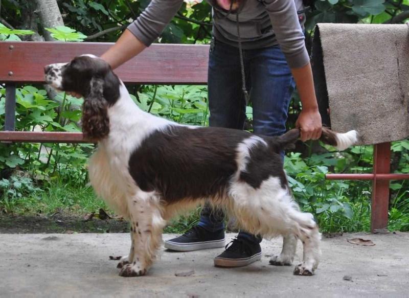 Valentino De Los Tres Robles | English Springer Spaniel 