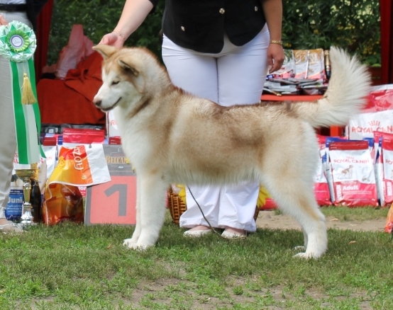 SKAZKA VOSTOKA ELAIJIA ORANGEY | Alaskan Malamute 