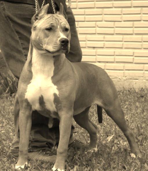 Angel do American Pride | American Staffordshire Terrier 